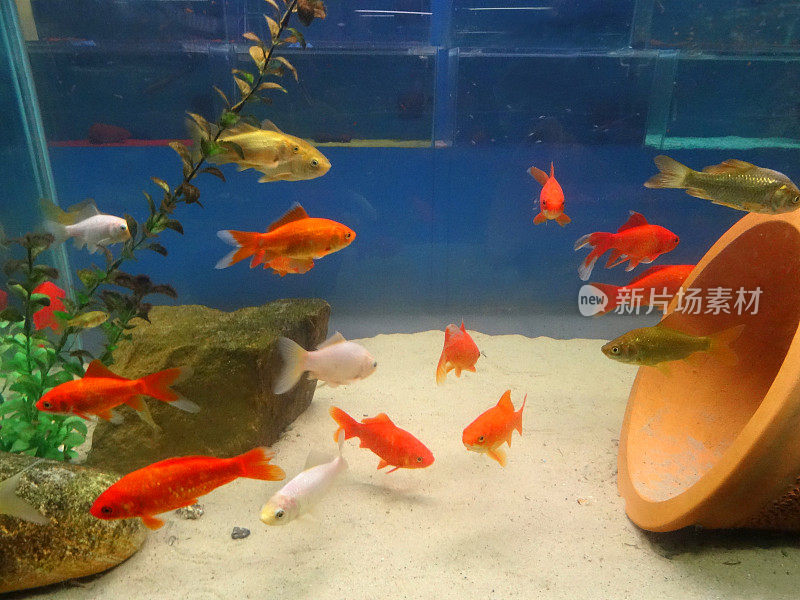 红色，白色，棕色金鱼/彗星，冷水，淡水水族馆鱼缸